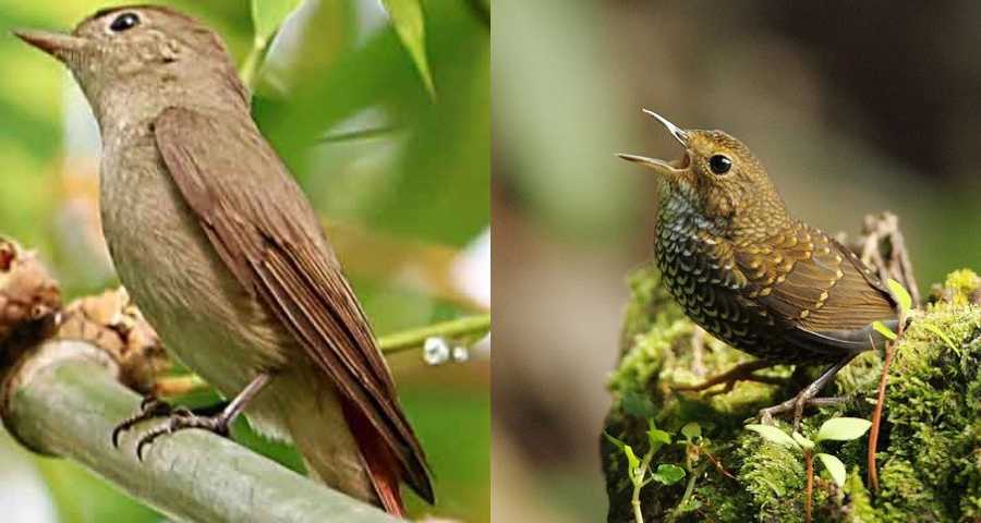 New_bird_found_in_bangladesh