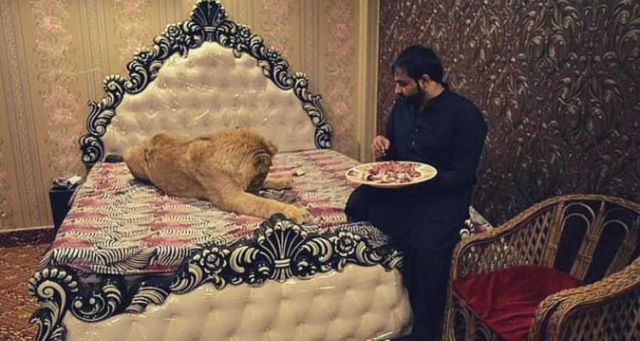 Lion_in_the_bedroom