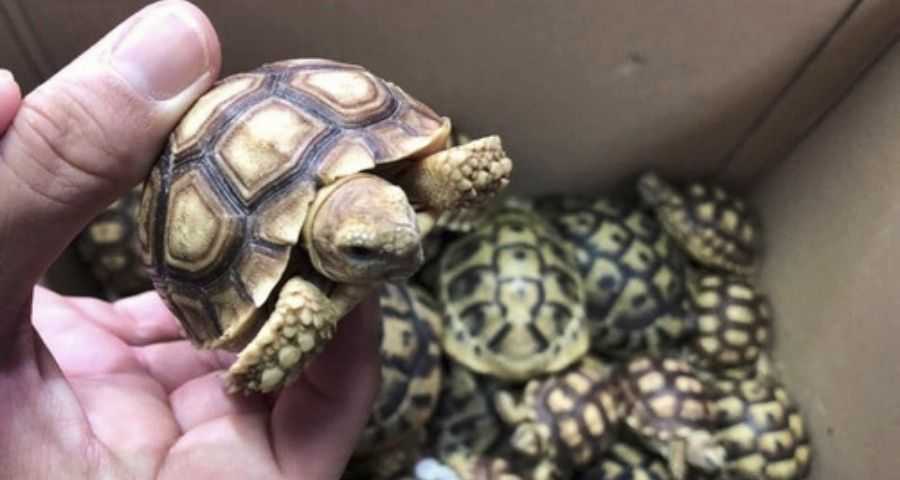 Rare-tortoise